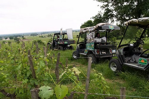 'Vignoble St Emilion', Eco-Excursions'